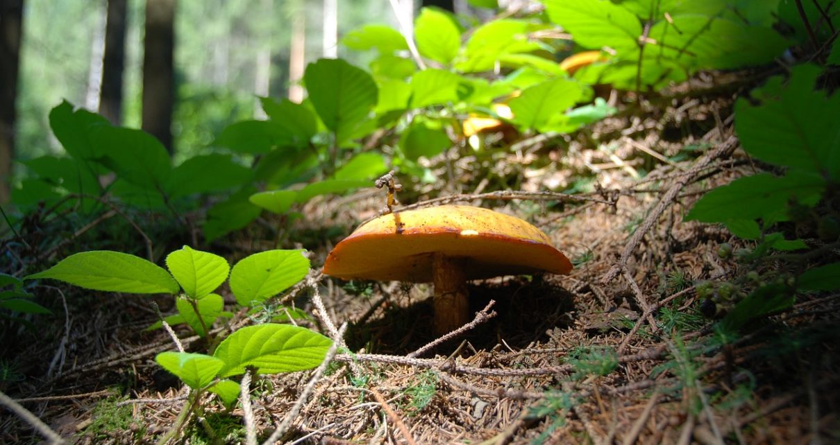 Maślak żółty jadalny w lesie