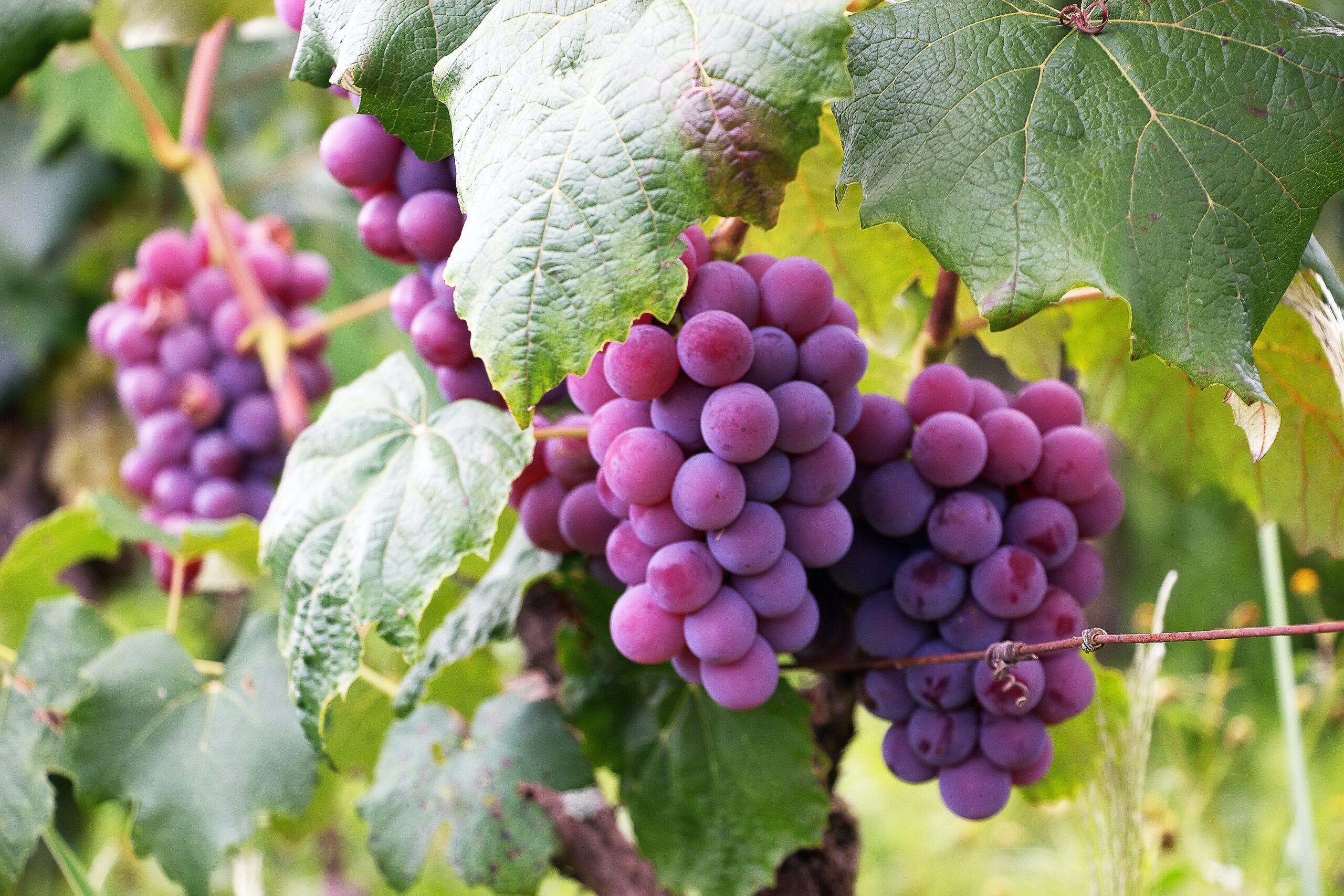 Owoce winogrona, które uczulają, na krzewie