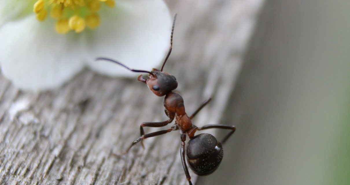 mrowka w naturalnym srodowisku