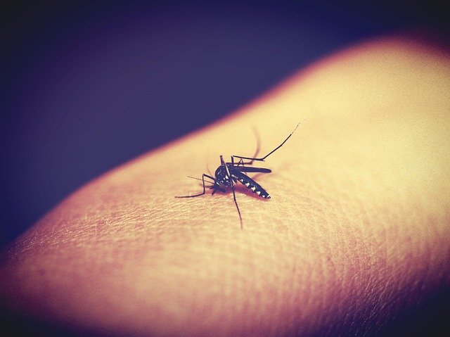 Komar na skórze.