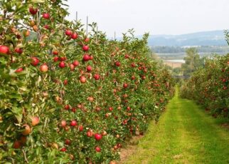 Duży owocowy sad z jabłonkami