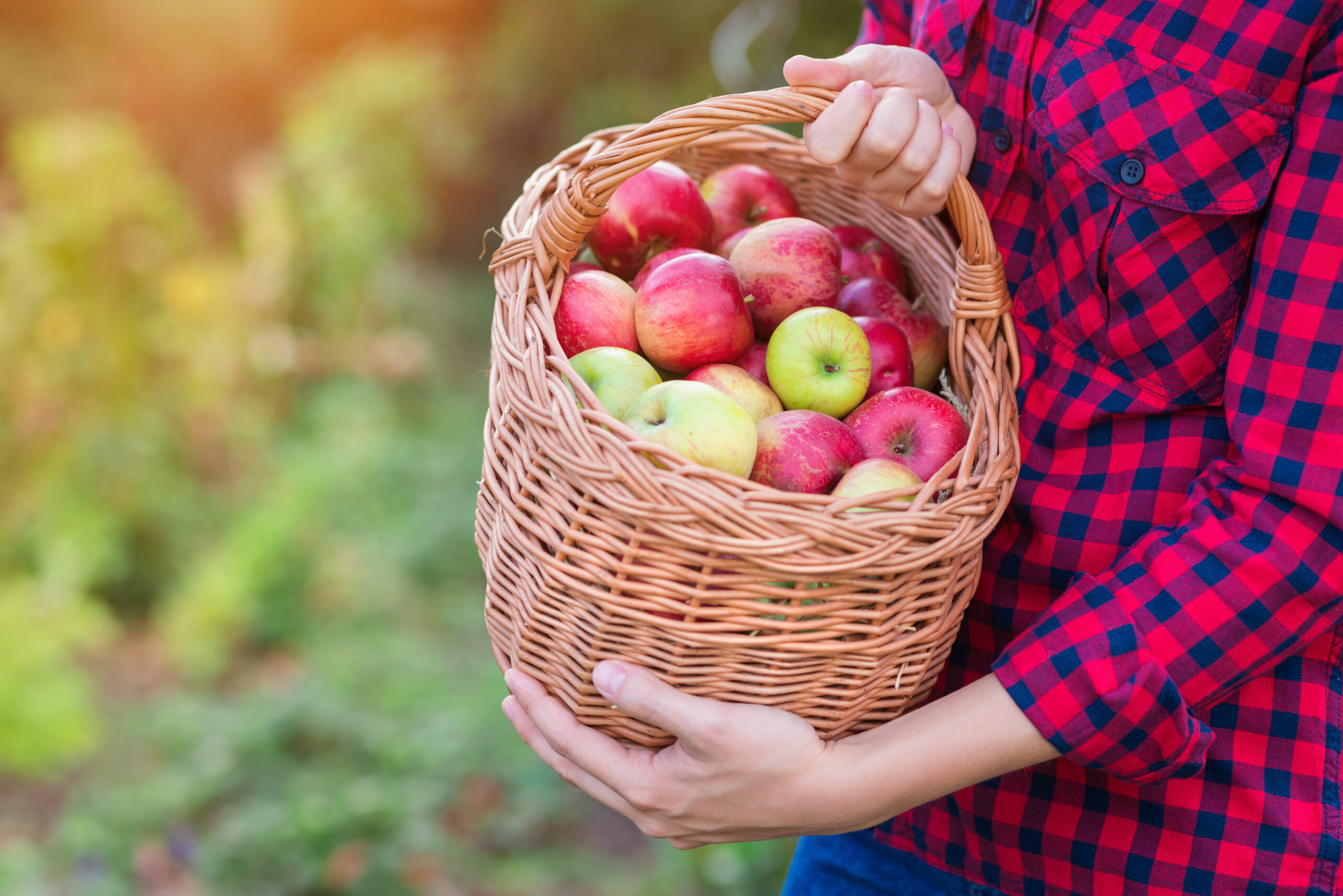 To piękne zdjęcie przedstawia dłonie kobiety trzymającej kosz z jabłkami papierówkami, które dopiero co zostały zebrane z sadu. Ich intensywny kolor i soczysty wygląd zachęcają do spróbowania i cieszenia się smakiem tych owoców.