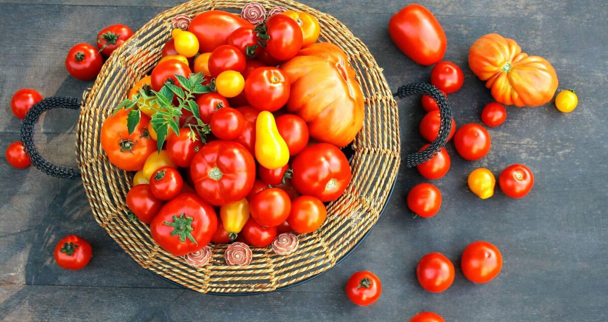 Nasiona holenderskie pomidorów